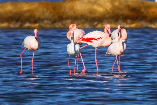 Süße Landschaft von Flamingos im Sonnenuntergang im Naturschutzgebiet "Marismas del odiel" in Huelva, Andalusien, Spanien. Dieses Naturschutzgebiet ist einer der wenigen Orte, an denen sich Flamingos in Europa vermehren — Stockfoto