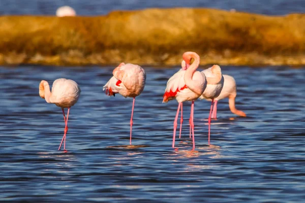 Dolce paesaggio di fenicotteri al tramonto nella riserva naturale denominata "Marismas del Odiel" a Huelva, Andalusia, Spagna. Questa riserva naturale è uno dei luoghi limitati in cui i fenicotteri si riproducono in Europa — Foto Stock