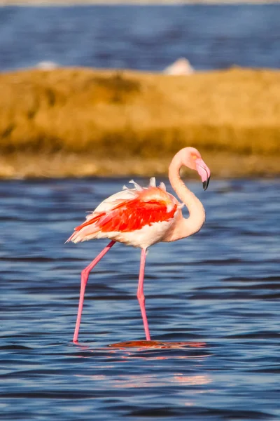 Süße Landschaft von Flamingos im Sonnenuntergang im Naturschutzgebiet "Marismas del odiel" in Huelva, Andalusien, Spanien. Dieses Naturschutzgebiet ist einer der wenigen Orte, an denen sich Flamingos in Europa vermehren — Stockfoto