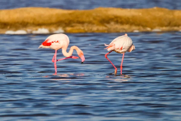 Süße Landschaft von Flamingos im Sonnenuntergang im Naturschutzgebiet "Marismas del odiel" in Huelva, Andalusien, Spanien. Dieses Naturschutzgebiet ist einer der wenigen Orte, an denen sich Flamingos in Europa vermehren — Stockfoto