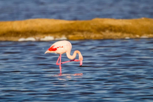 Sweet landscape of flamingos in sunset in natural reserve named "Marismas del Odiel" in Huelva, Andalusia, Spain. This natural reserve is one of limited places where flamingos reproduce in Europe — Stock Photo, Image