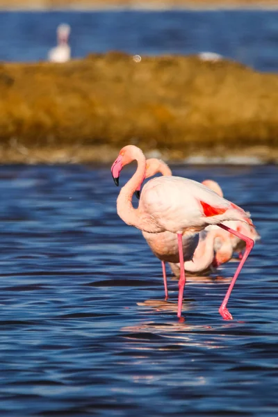 Sweet Landscape Flamingos Sunset Natural Reserve Named Marismas Del Odiel — Stock Photo, Image