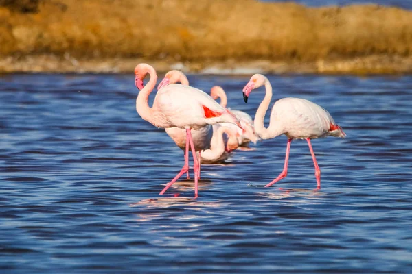 Свежий Пейзаж Фламинго Закате Природном Заповеднике Названием Марисмас Дель Одиль — стоковое фото