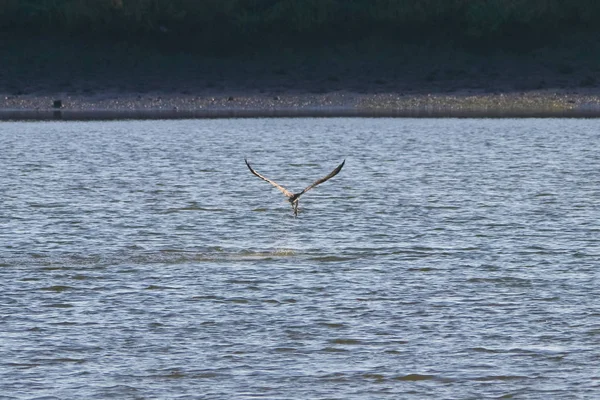 Osprey Visserij Natuurreservaat Met Naam Marismas Del Odiel Huelva Andalusie — Stockfoto