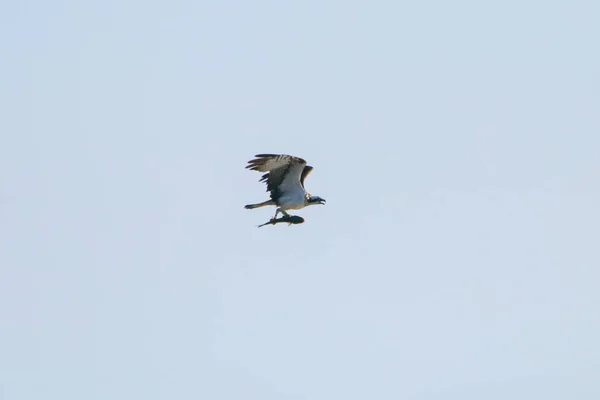 Osprey Pesca Reserva Natural Denominada Marismas Del Odiel Huelva Andalucía —  Fotos de Stock