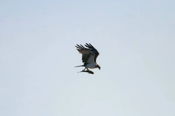 Osprey Połowów Rezerwat Przyrody Nazwie Marismas Del Odiel Huelva Andaluzja — Zdjęcie stockowe