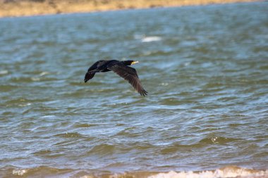 Büyük karabatak doğal rezerv uçan Huelva, Endülüs, İspanya 