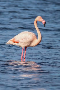 Flamingolar günbatımı doğal rezerv içinde tatlı peyzaj Huelva, Endülüs, İspanya 