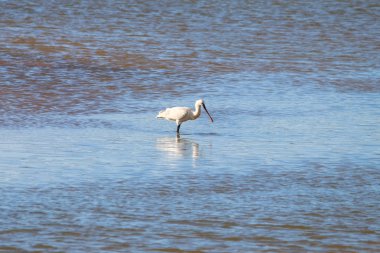 Bayağı kaşıkçı doğal alanında besleme adlı 