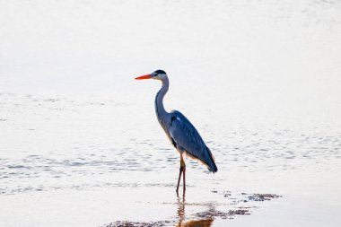 Gri balıkçıl doğal rezerv Huelva, Endülüs, İspanya 
