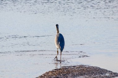 Gri balıkçıl doğal rezerv Huelva, Endülüs, İspanya 