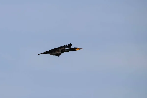 Mare Cormoran Care Zboară Rezervație Naturală Numită Marismas Del Odiel — Fotografie, imagine de stoc