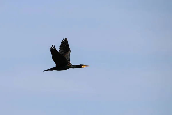 Mare Cormoran Care Zboară Rezervație Naturală Numită Marismas Del Odiel — Fotografie, imagine de stoc