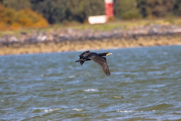 Mare Cormoran Care Zboară Rezervație Naturală Numită Marismas Del Odiel — Fotografie, imagine de stoc