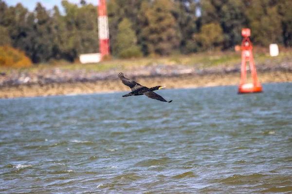 Gran Cormorán Volando Reserva Natural Denominado Marismas Del Odiel Huelva —  Fotos de Stock