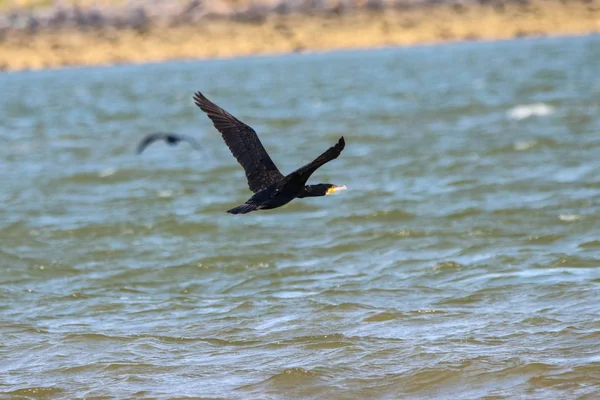 Mare Cormoran Care Zboară Rezervație Naturală Numită Marismas Del Odiel — Fotografie, imagine de stoc