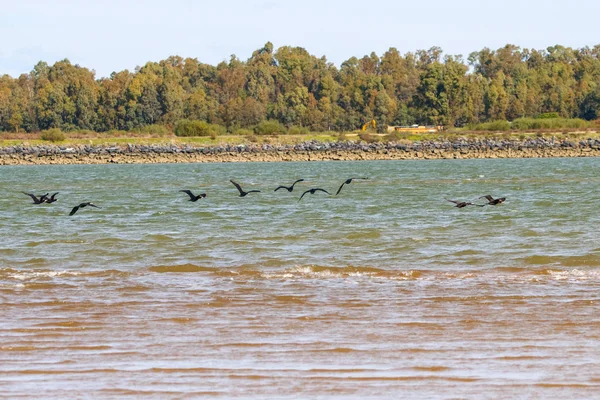 自然保護区を飛んでいるカワウというウエルバ アンダルシア スペインの Marismas ティント — ストック写真