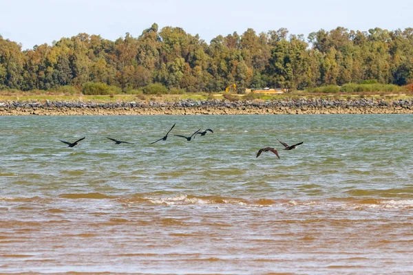 Aalscholver Vliegen Natuurreservaat Met Naam Marismas Del Odiel Huelva Andalusie — Stockfoto