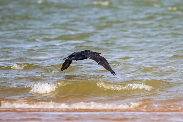 Grande Corvo Marinho Voando Reserva Natural Chamada Marismas Del Odiel — Fotografia de Stock