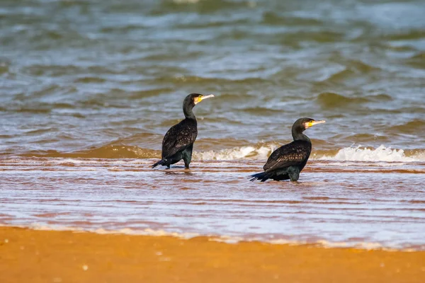 Gran Cormorán Volando Reserva Natural Denominado Marismas Del Odiel Huelva — Foto de Stock