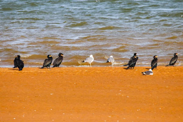 Grote Aalscholver Kudde Nemen Van Een Zonbad Natuurreservaat Met Naam — Stockfoto