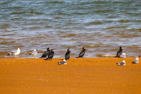 自然保護区の太陽の浴室を取っている偉大な鵜の群れというウエルバ アンダルシア スペインの Marismas ティント — ストック写真