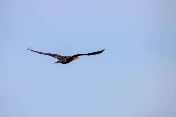 Mare Cormoran Care Zboară Rezervație Naturală Numită Marismas Del Odiel — Fotografie, imagine de stoc