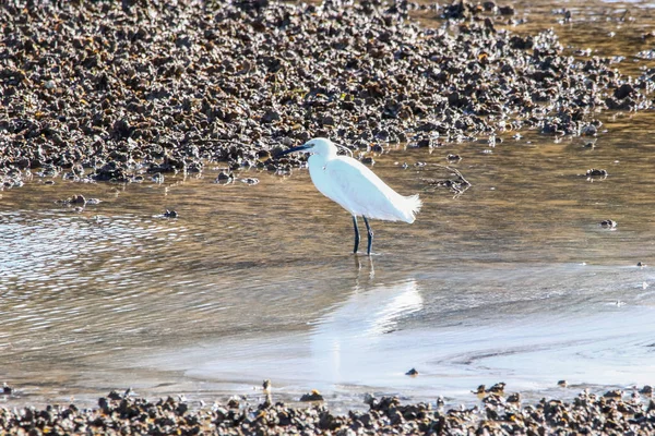 Pêche Aigrette Dans Zone Naturelle Marismas Del Odiel Huelva Andalousie — Photo