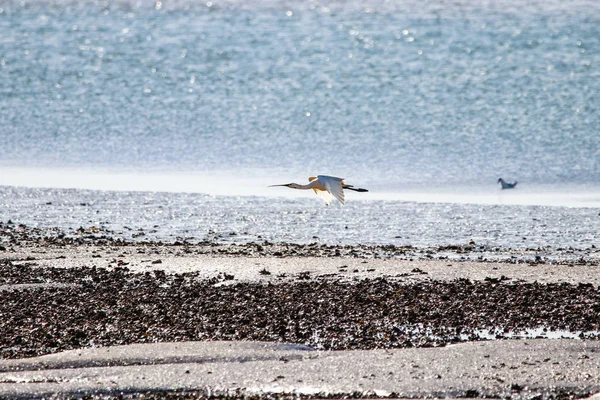 Kolpík Bílý Krmení Přirozené Oblasti Názvem Marismas Del Odiel Huelva — Stock fotografie