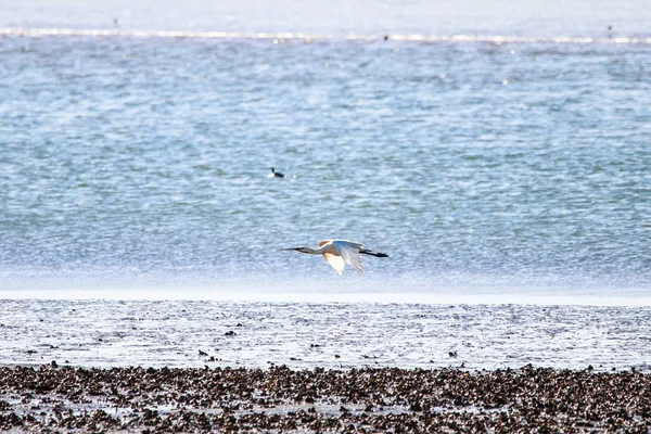 Spatule Eurasienne Nourrissant Dans Une Zone Naturelle Nommée Marismas Del — Photo