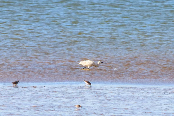 Spatule Eurasienne Nourrissant Dans Une Zone Naturelle Nommée Marismas Del — Photo