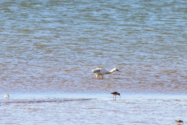 Alimentación Espátula Euroasiática Área Natural Denominada Marismas Del Odiel Huelva —  Fotos de Stock