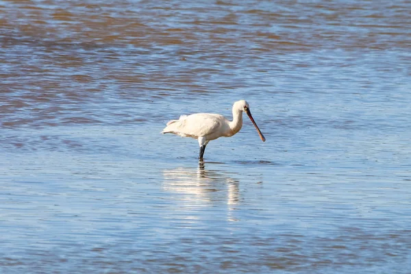 Eurasischer Löffler Ernährt Sich Einem Natürlichen Gebiet Namens Marismas Del — Stockfoto