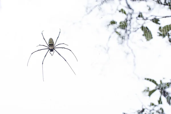 Close Mysterious Spider Net Spider Webs Sensitive Focus — Stock Photo, Image