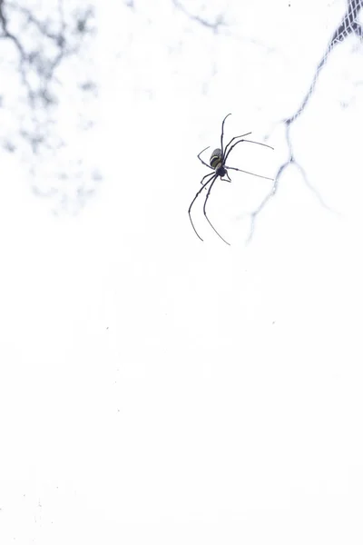 神秘的なクモの網のクローズアップ クモの巣 敏感な焦点 — ストック写真
