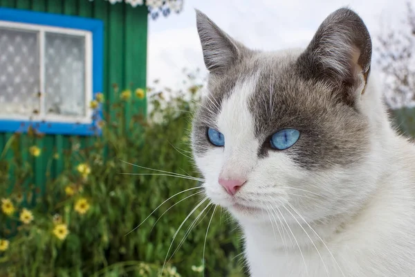 Retrato de un gato con ojos azules — Foto de Stock