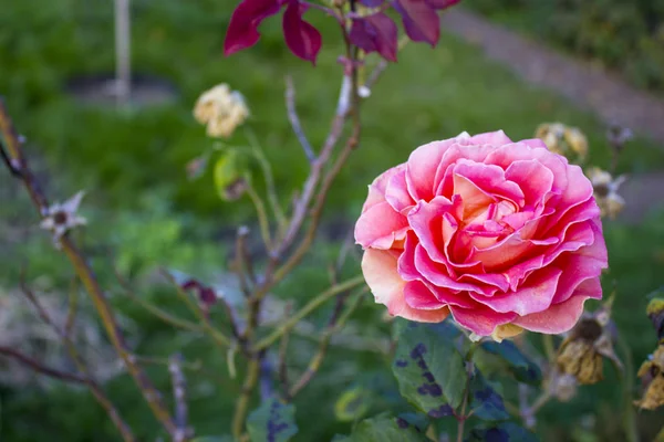 Einsam stieg. Rose blühte im Garten — Stockfoto