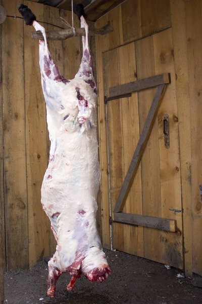 Fresh sheep carcass