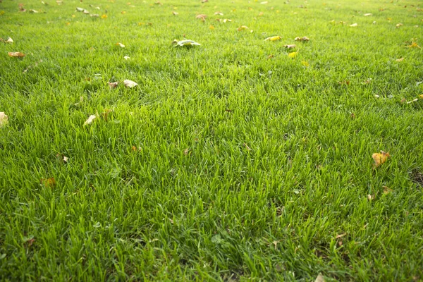 Lawn with autumn leaves in the park — Stock Photo, Image