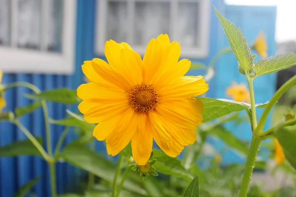 Желтые пятна возле дома — стоковое фото