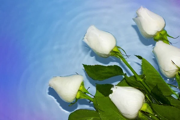 White roses in wate for Valentine 's Day — стоковое фото