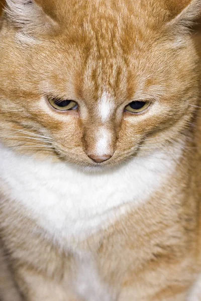 Gato rojo ofendido — Foto de Stock