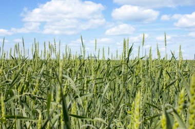 Mavi gökyüzü arka plan buğday alanı