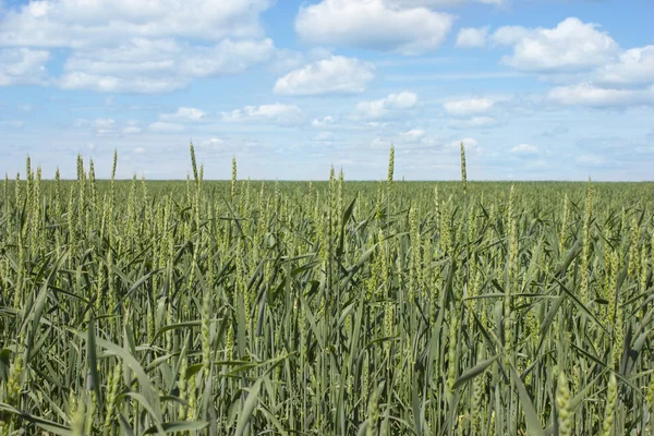 Mavi gökyüzü arka plan buğday alanı