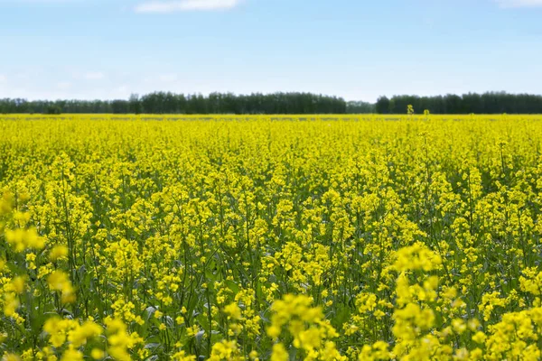 Rapeseed (Brassica napus) oil seed rape — Stock Photo, Image