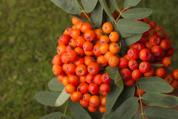 緑の葉と赤いナナカマドの枝 — ストック写真