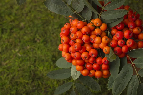 A branch of red mountain ash with a green leaf. — Stock Photo, Image