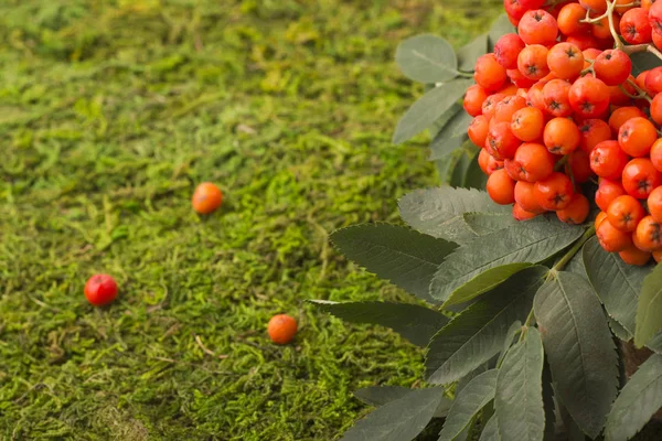 Een tak van rode mountain ash met een groen blad. — Stockfoto