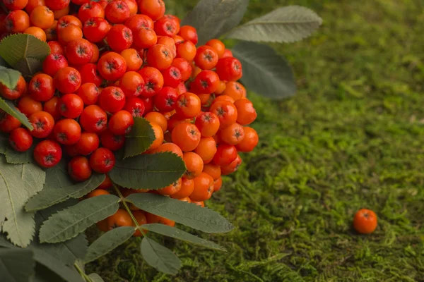 Een tak van rode mountain ash met een groen blad. — Stockfoto