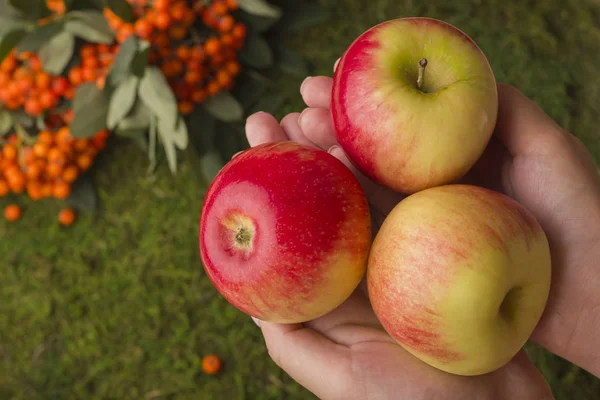 Ripe apples in female hands.